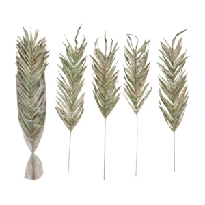 DF7058 Dried Natural Fountain Palm Bunch, Sage Color, Set of 4